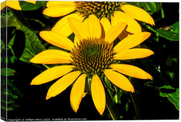 Yellow Coneflower Blooming Macro Canvas Print by William Perry