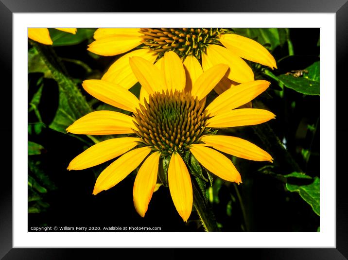 Yellow Coneflower Blooming Macro Framed Mounted Print by William Perry
