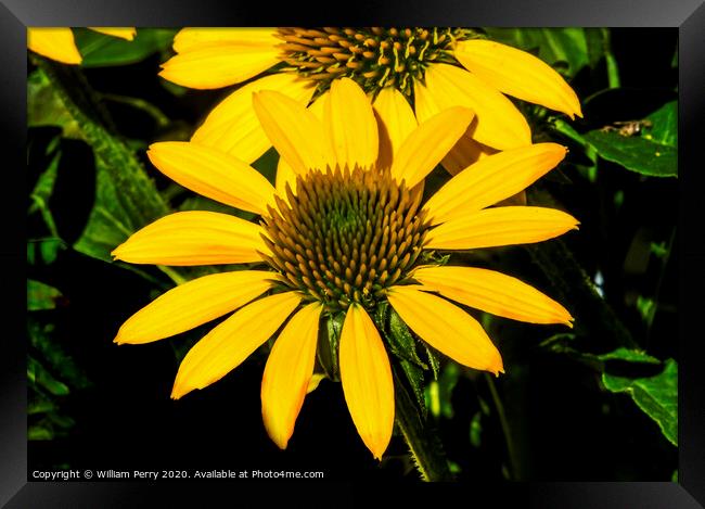 Yellow Coneflower Blooming Macro Framed Print by William Perry