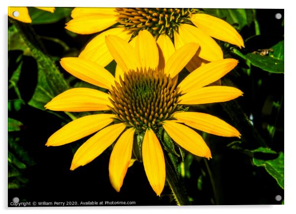 Yellow Coneflower Blooming Macro Acrylic by William Perry