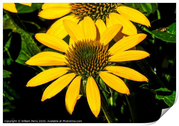 Yellow Coneflower Blooming Macro Print by William Perry