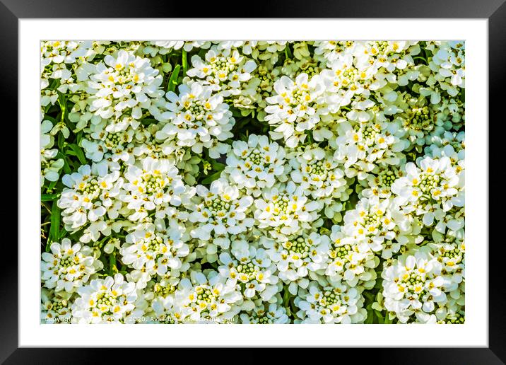 White Yarrow Flowers Shrub Blooming Macro Framed Mounted Print by William Perry