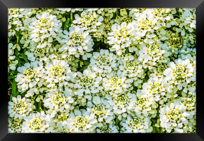 White Yarrow Flowers Shrub Blooming Macro Framed Print by William Perry