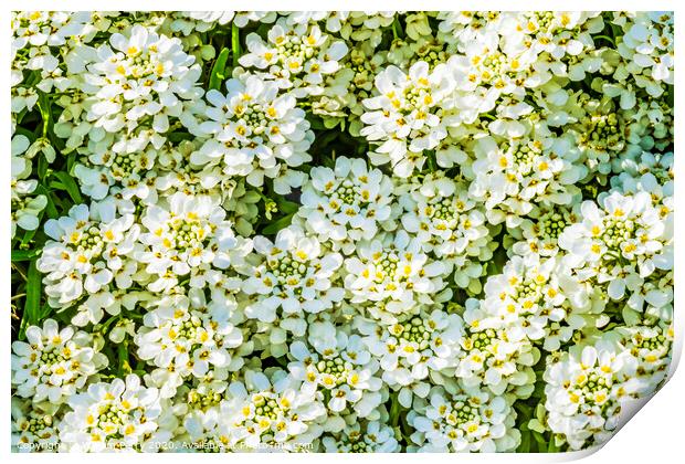 White Yarrow Flowers Shrub Blooming Macro Print by William Perry