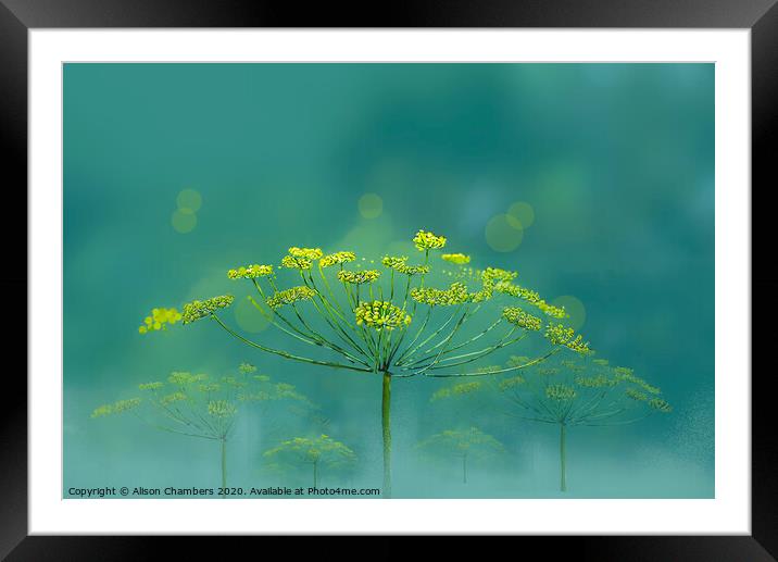 Wild Fennel Framed Mounted Print by Alison Chambers
