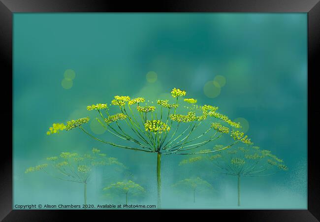 Wild Fennel Framed Print by Alison Chambers