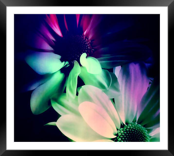 Radiant Daisy Blossom Framed Mounted Print by Beryl Curran