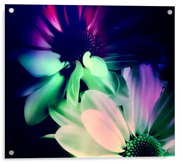 Radiant Daisy Blossom Acrylic by Beryl Curran