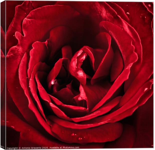 Macro of red rose Canvas Print by Antonio Gravante