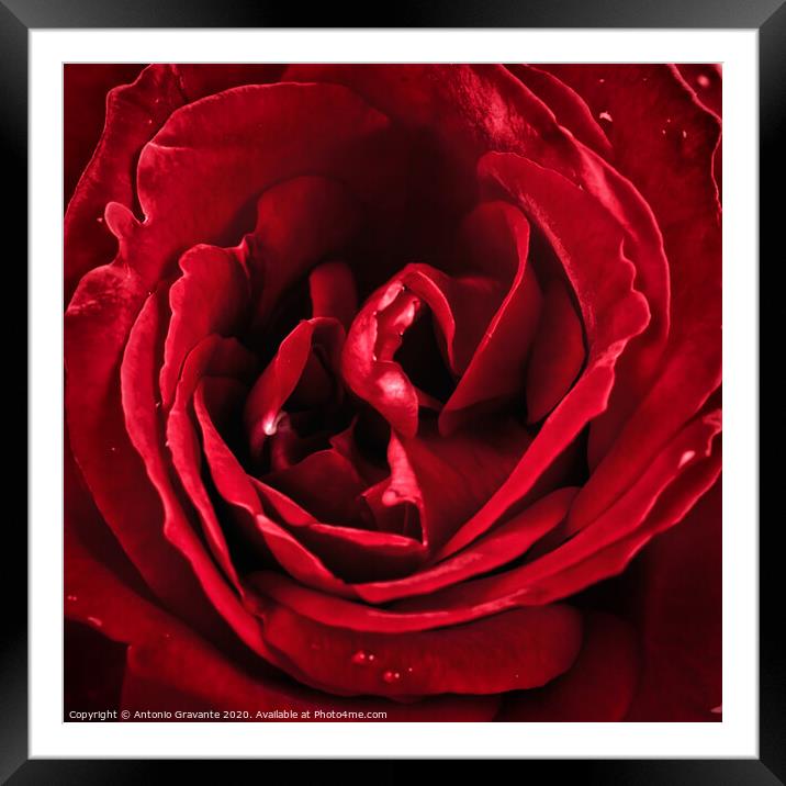 Macro of red rose Framed Mounted Print by Antonio Gravante