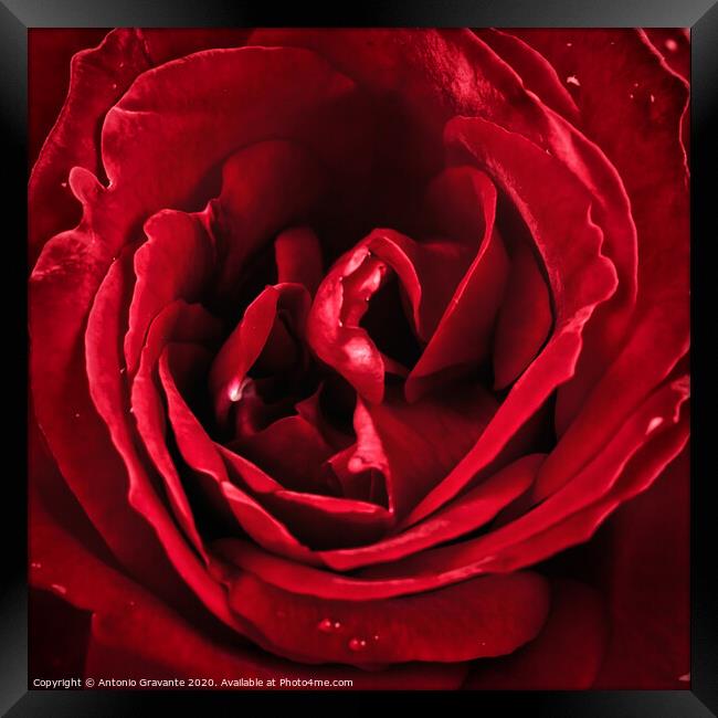 Macro of red rose Framed Print by Antonio Gravante