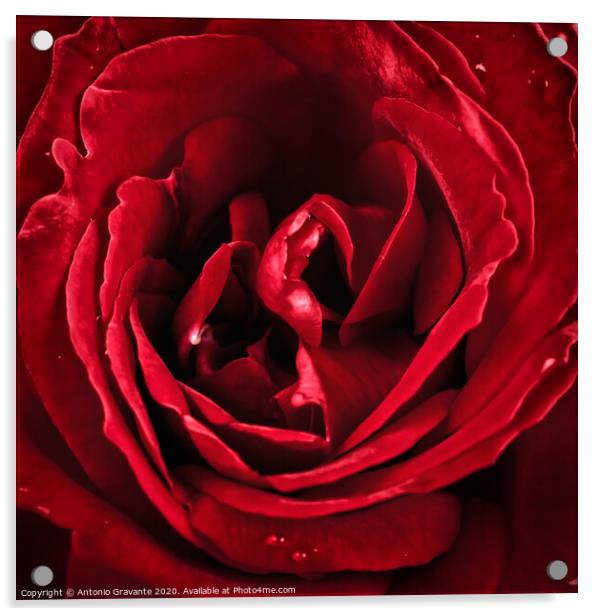 Macro of red rose Acrylic by Antonio Gravante