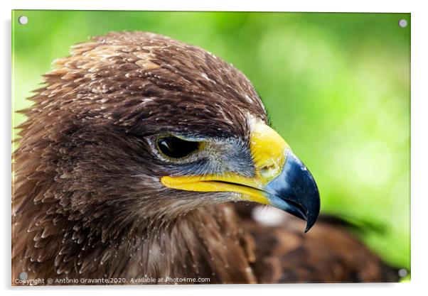 Golden eagle close up Acrylic by Antonio Gravante
