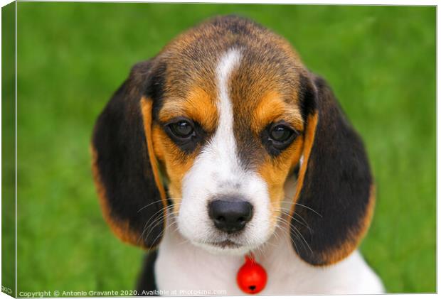 Cute Beagle puppy  Canvas Print by Antonio Gravante