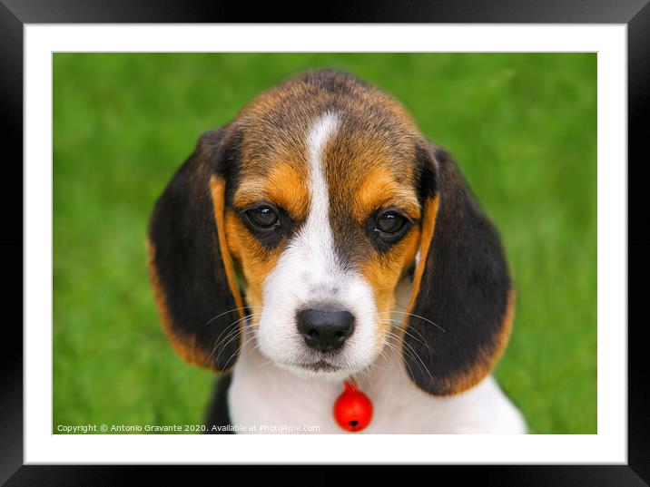 Cute Beagle puppy  Framed Mounted Print by Antonio Gravante