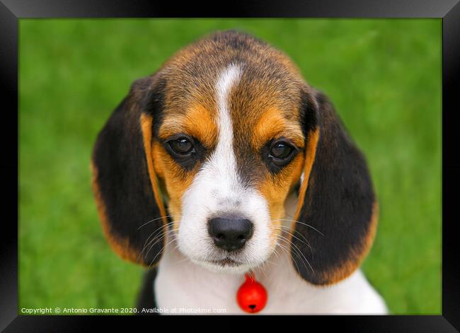 Cute Beagle puppy  Framed Print by Antonio Gravante
