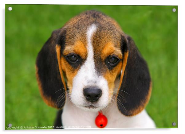 Cute Beagle puppy  Acrylic by Antonio Gravante