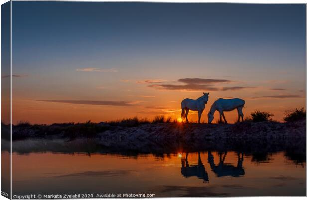 Horses grazing at Sunrise Canvas Print by Marketa Zvelebil