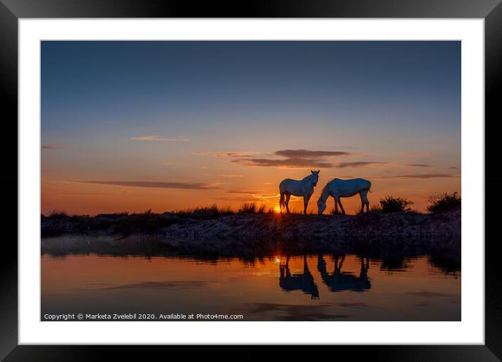 Horses grazing at Sunrise Framed Mounted Print by Marketa Zvelebil