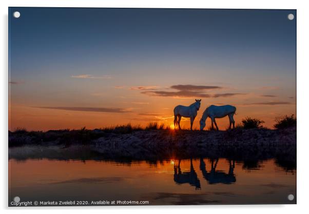 Horses grazing at Sunrise Acrylic by Marketa Zvelebil