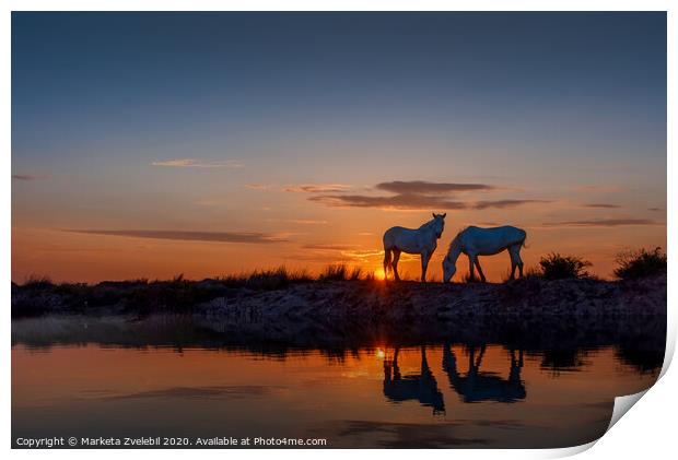 Horses grazing at Sunrise Print by Marketa Zvelebil