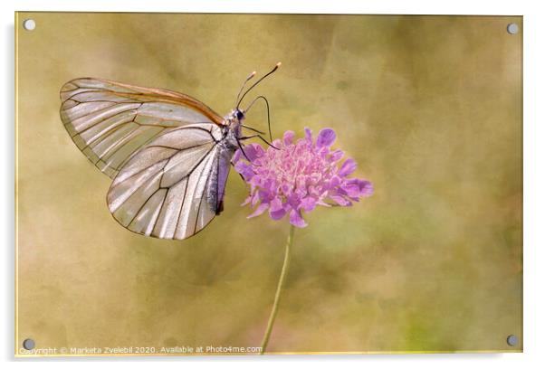Butterfly on Pink Acrylic by Marketa Zvelebil