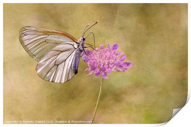 Butterfly on Pink Print by Marketa Zvelebil