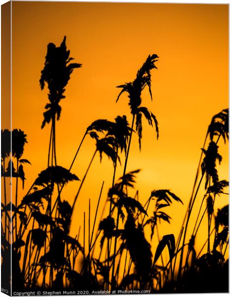 Dawn reeds Canvas Print by Stephen Munn