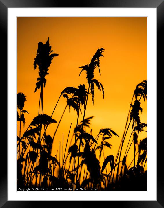 Dawn reeds Framed Mounted Print by Stephen Munn