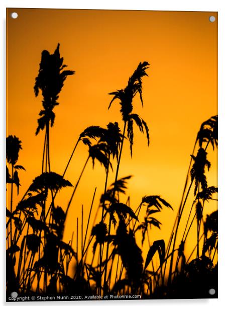 Dawn reeds Acrylic by Stephen Munn