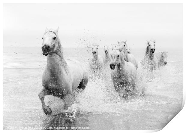 Galloping through the Sea Print by Marketa Zvelebil