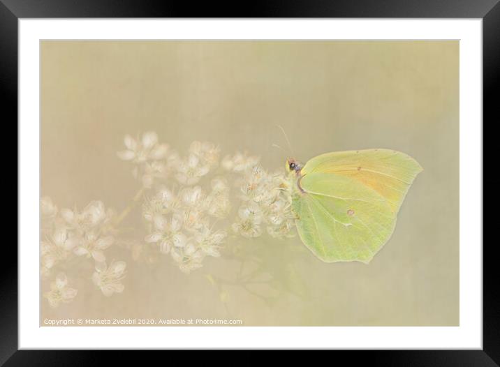 Yellow Butterfly Framed Mounted Print by Marketa Zvelebil