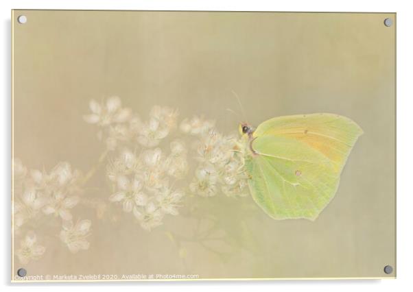 Yellow Butterfly Acrylic by Marketa Zvelebil