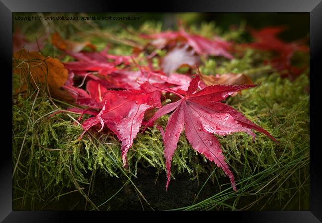 Autumn Leaves Framed Print by Lynn Bolt