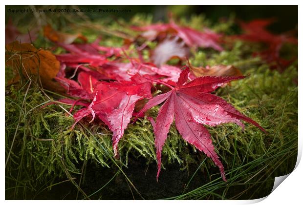 Autumn Leaves Print by Lynn Bolt
