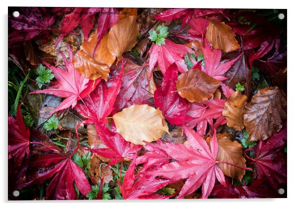 Autumn's Harvest Acrylic by Lynn Bolt
