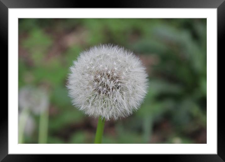 perfect dandelion Framed Mounted Print by Northeast Images