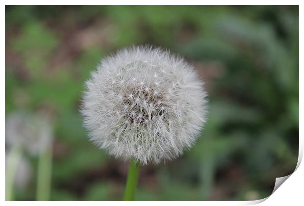 perfect dandelion Print by Northeast Images
