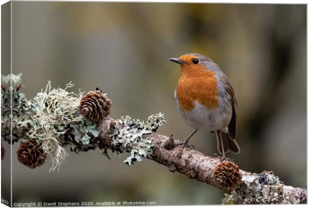 European robin with pine cones Canvas Print by David Stephens