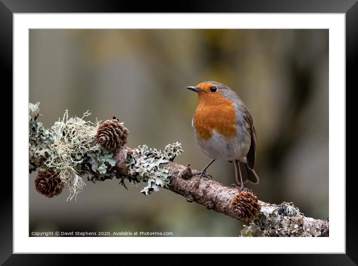 European robin with pine cones Framed Mounted Print by David Stephens
