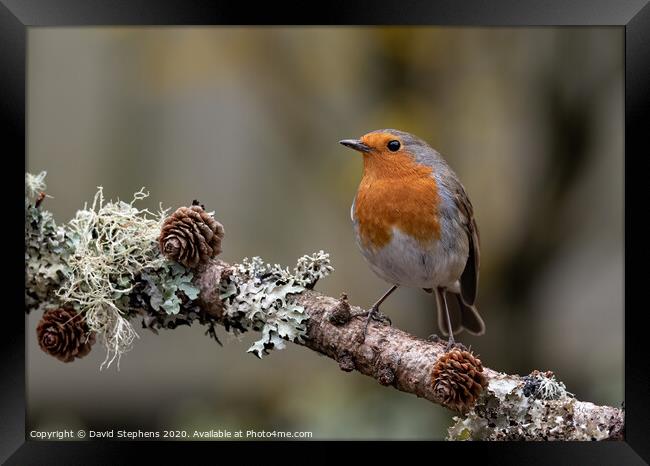 European robin with pine cones Framed Print by David Stephens