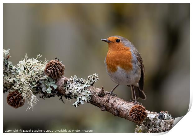 European robin with pine cones Print by David Stephens