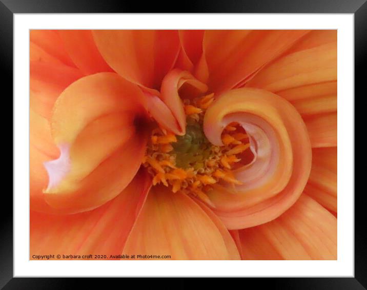 The heart of the Dahlia Framed Mounted Print by barbara croft