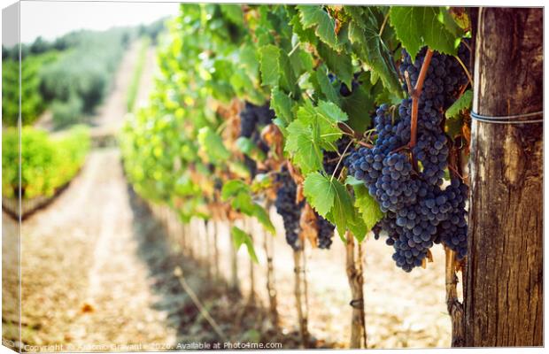 Tuscan vineyard with red grapes. Canvas Print by Antonio Gravante