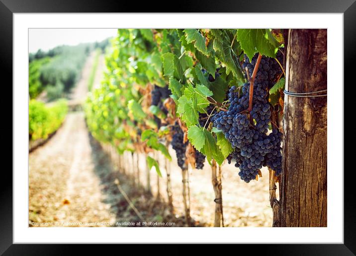 Tuscan vineyard with red grapes. Framed Mounted Print by Antonio Gravante