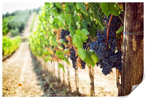 Tuscan vineyard with red grapes. Print by Antonio Gravante