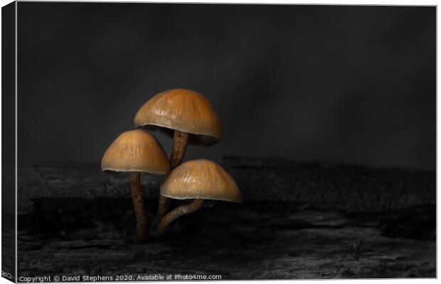 Group of toadstools with black and white background Canvas Print by David Stephens