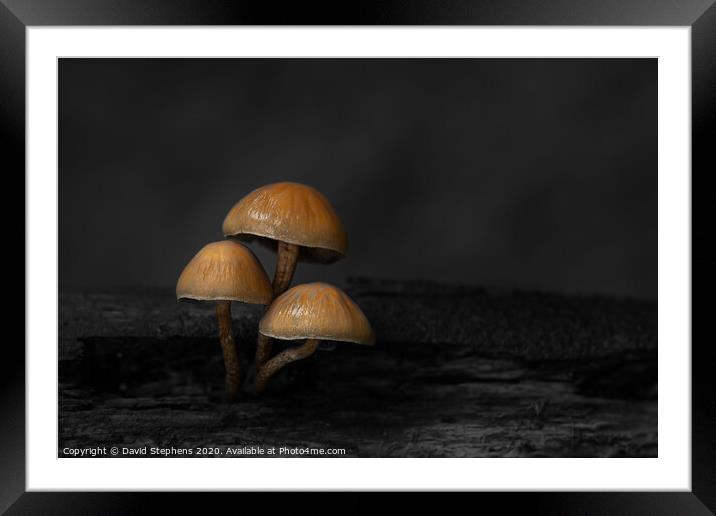 Group of toadstools with black and white background Framed Mounted Print by David Stephens