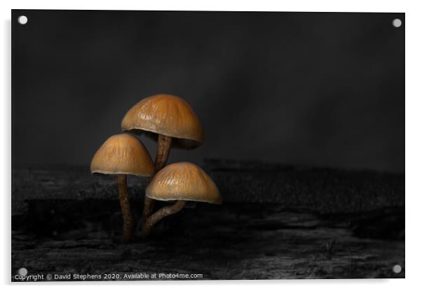 Group of toadstools with black and white background Acrylic by David Stephens