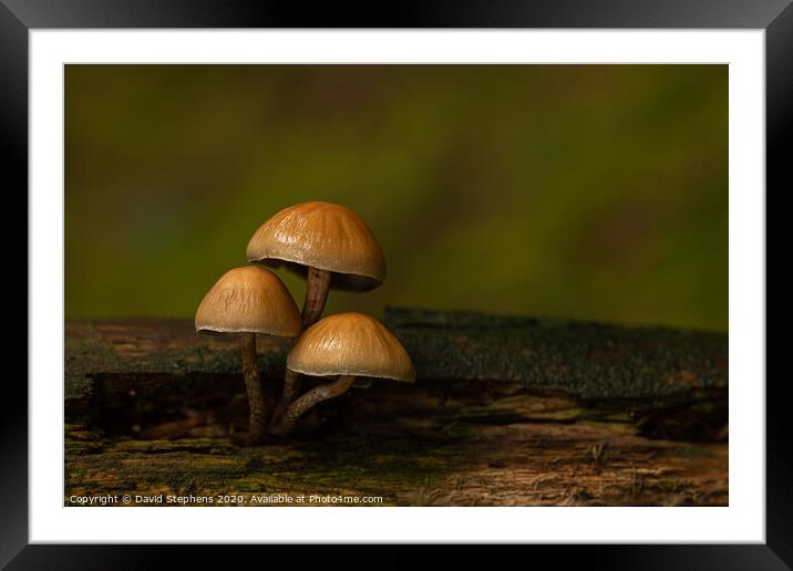 Group of three toadstools Framed Mounted Print by David Stephens